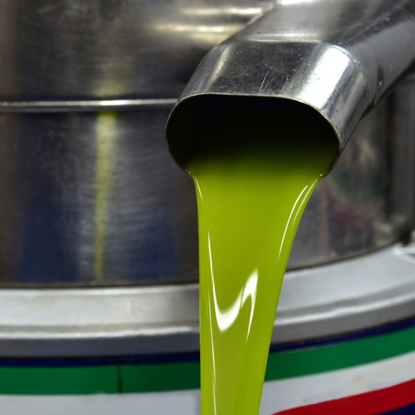 La spremitura del nuovo olio extravergine di oliva pugliese